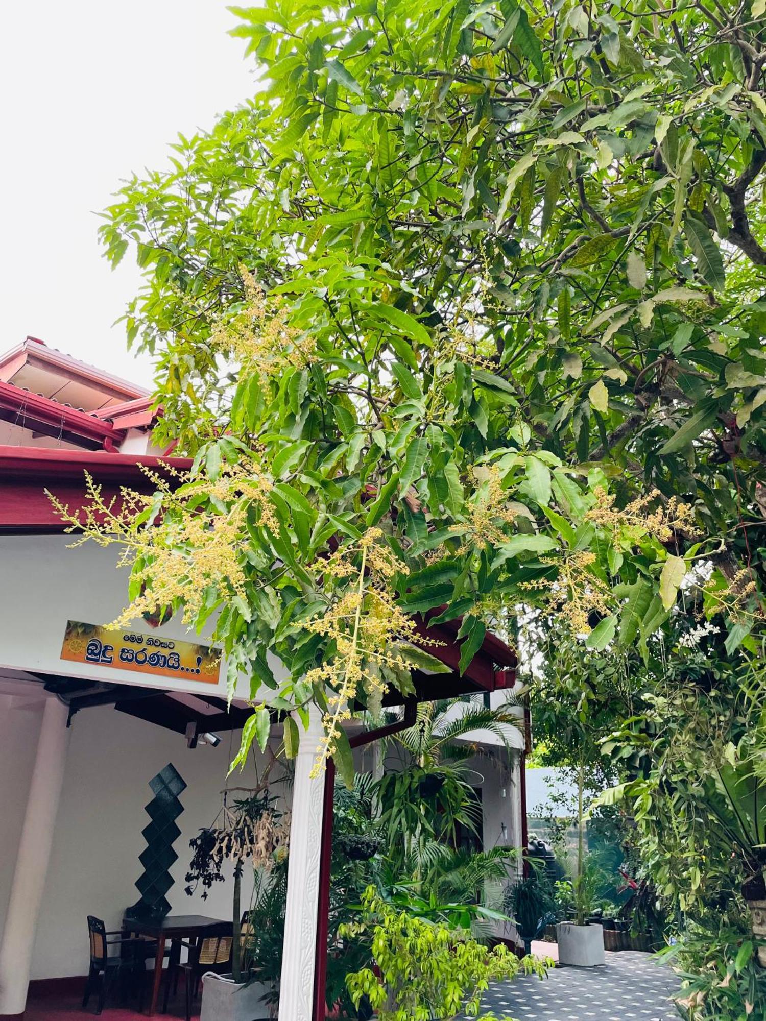 Kanthi Holiday Rest Homestay Mirissa Exterior photo